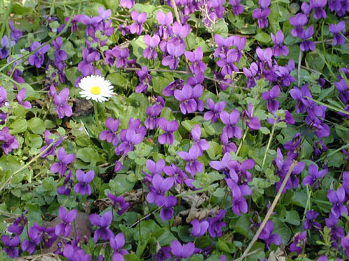  Image name: viola2.jpg 
 width: 500 pixel 
 height: 375 pixel 
 Size: 75398 bytes 
 Click to enlarge 